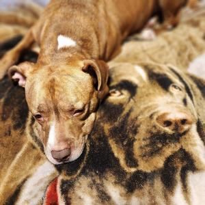 Meet your Posher, Bobby